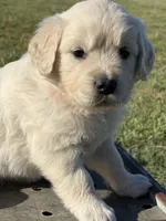 Orange Girl, a female Golden Retriever for sale in Leoma, TN – 5 of 10