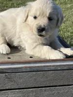 Orange Girl, a female Golden Retriever for sale in Leoma, TN – 3 of 10
