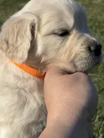 Orange Girl, a female Golden Retriever for sale in Leoma, TN – 2 of 10