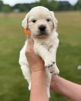 Female 3 , a female Golden Retriever for sale in Leoma, TN – Photo 2 of 6