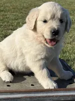 Orange Girl, a female Golden Retriever for sale in Leoma, TN – 4 of 10