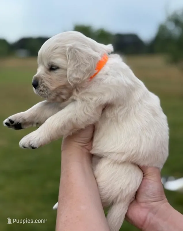 Female 3  – Golden Retriever puppy for sale in Leoma, TN