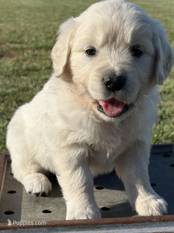 Orange Girl, a female Golden Retriever for sale in Leoma, TN – 1 of 10
