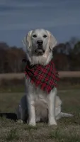Green Boy, a male English Cream Golden Retriever for sale in Leoma, TN – 7 of 10