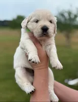 Male 2 , a male English Cream Golden Retriever for sale in Leoma, TN – Photo 2 of 4