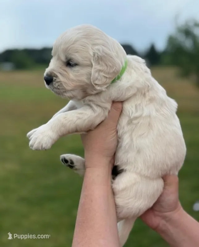 Male 2  – English Cream Golden Retriever puppy for sale in Leoma, TN