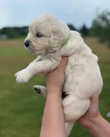 Male 2 , a male English Cream Golden Retriever for sale in Leoma, TN – Photo 1 of 4