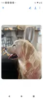 Green Boy, a male English Cream Golden Retriever for sale in Leoma, TN – 9 of 10