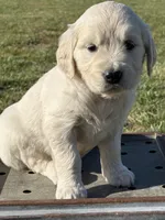 Pink Girl, a female English Cream Golden Retriever for sale in Leoma, TN – 5 of 10