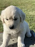 Pink Girl, a female English Cream Golden Retriever for sale in Leoma, TN – 6 of 10
