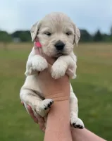 Female 2, a female English Cream Golden Retriever for sale in Leoma, TN – Photo 2 of 5