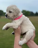 Female 2, a female English Cream Golden Retriever for sale in Leoma, TN – Photo 1 of 5