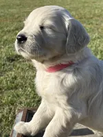 Pink Girl, a female English Cream Golden Retriever for sale in Leoma, TN – 2 of 10