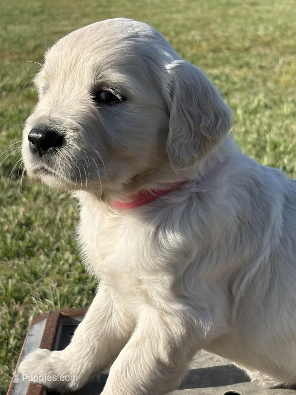 Pink Girl – English Cream Golden Retriever puppy for sale in Leoma, TN