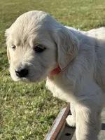 Pink Girl, a female English Cream Golden Retriever for sale in Leoma, TN – 4 of 10