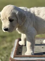 Pink Girl, a female English Cream Golden Retriever for sale in Leoma, TN – 3 of 10
