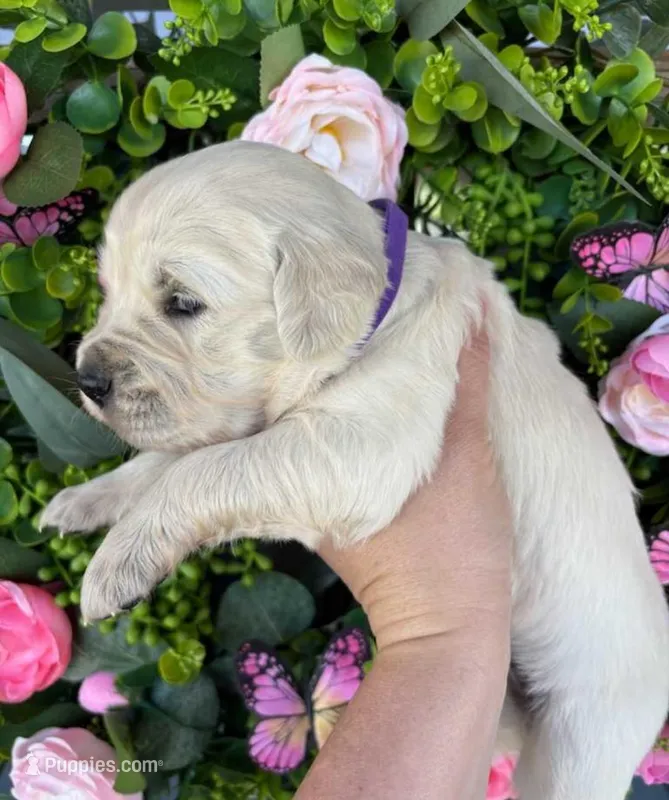 Female 3  – English Cream Golden Retriever puppy for sale in Leoma, TN
