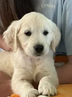 Pink Girl, a female English Cream Golden Retriever for sale in Leoma, TN – 4 of 10