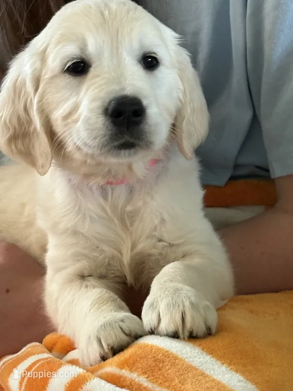 Pink Girl – English Cream Golden Retriever puppy for sale in Leoma, TN