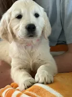 Pink Girl, a female English Cream Golden Retriever for sale in Leoma, TN – 1 of 10