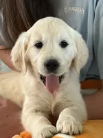 Pink Girl, a female English Cream Golden Retriever for sale in Leoma, TN – 2 of 10