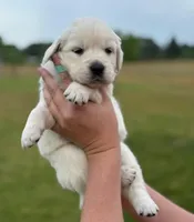 Female 1 , a female Golden Retriever for sale in Leoma, TN – Photo 2 of 4