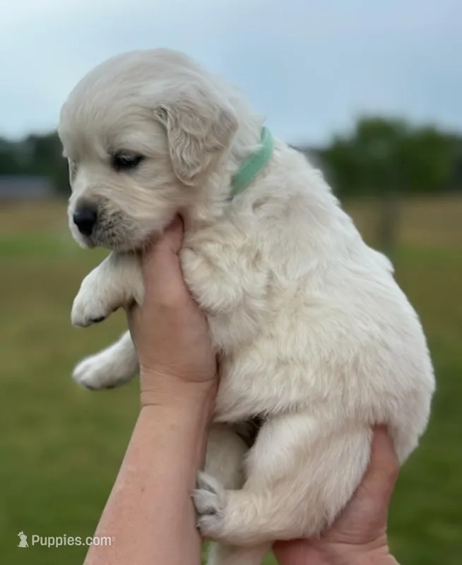 Female 1  – Golden Retriever puppy for sale in Leoma, TN