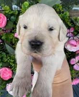 Female 4 , a female English Cream Golden Retriever for sale in Leoma, TN – Photo 2 of 4