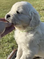 Green Boy, a male English Cream Golden Retriever for sale in Leoma, TN – 2 of 10