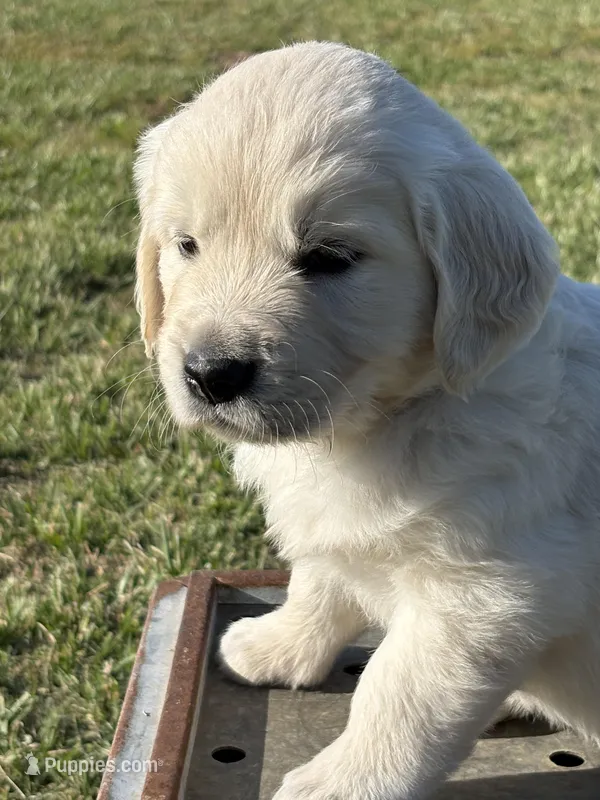 Yellow Boy – Golden Retriever puppy for sale in Leoma, TN
