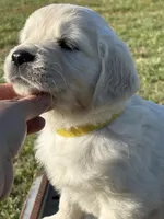Yellow Boy, a male Golden Retriever for sale in Leoma, TN – 2 of 10