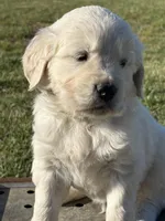 Green Boy, a male English Cream Golden Retriever for sale in Leoma, TN – 5 of 10
