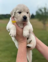 Male 1, a male Golden Retriever for sale in Leoma, TN – Photo 2 of 4