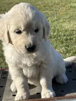 Yellow Boy, a male Golden Retriever for sale in Leoma, TN – 3 of 10