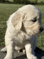 Green Boy, a male English Cream Golden Retriever for sale in Leoma, TN – 4 of 10