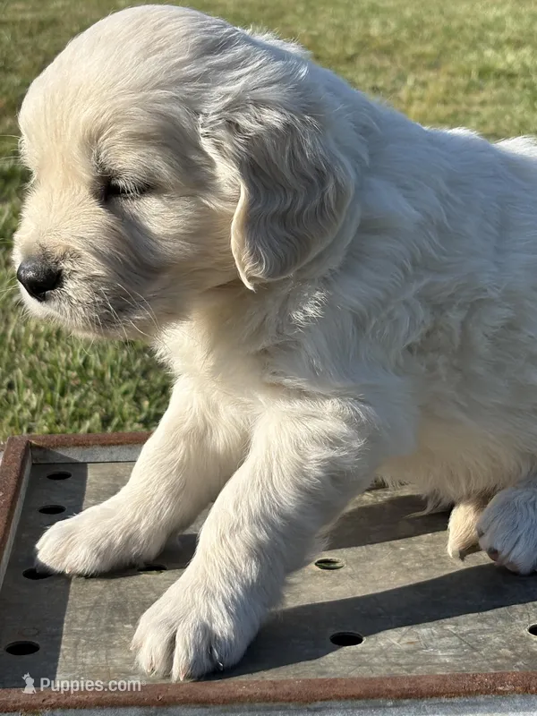 Green Boy – English Cream Golden Retriever puppy for sale in Leoma, TN