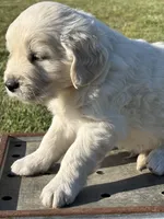 Green Boy, a male English Cream Golden Retriever for sale in Leoma, TN – 1 of 10