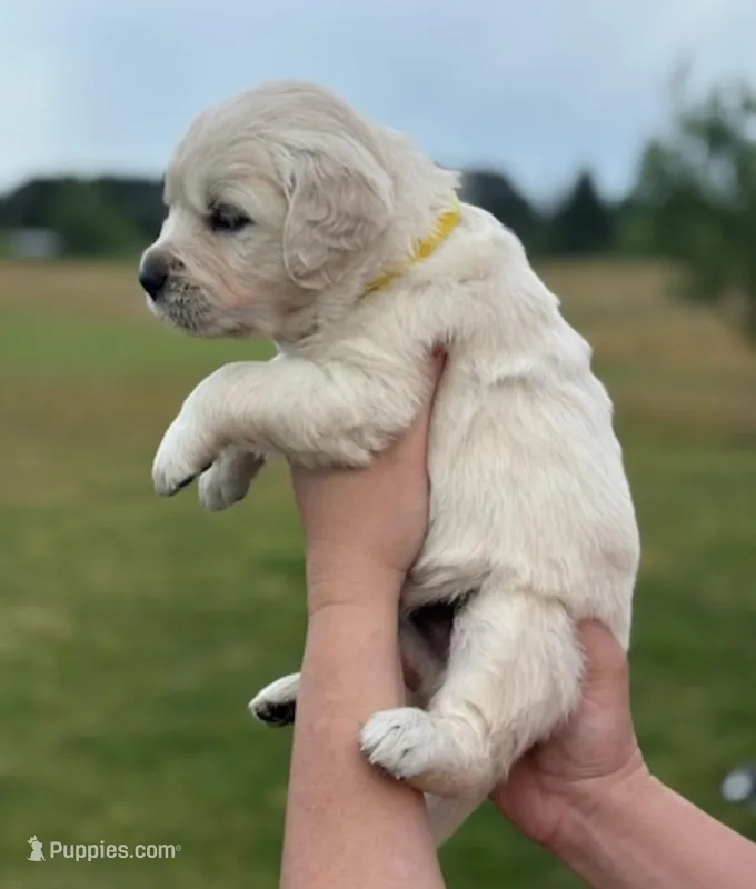 Male 1 – Golden Retriever puppy for sale in Leoma, TN