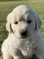 Yellow Boy, a male Golden Retriever for sale in Leoma, TN – 4 of 10