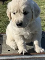 Yellow Boy, a male Golden Retriever for sale in Leoma, TN – 6 of 10