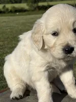 Green Boy, a male English Cream Golden Retriever for sale in Leoma, TN – 3 of 10