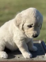 Yellow Boy, a male Golden Retriever for sale in Leoma, TN – 5 of 10