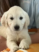 Pink Girl, a female English Cream Golden Retriever for sale in Leoma, TN – 3 of 10