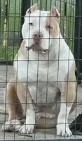 Star, a female American Bully for sale in Slidell, LA – 9 of 10