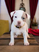 Star, a female American Bully for sale in Slidell, LA – 5 of 10