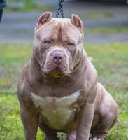 Star, a female American Bully for sale in Slidell, LA – 6 of 10