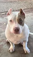 Star, a female American Bully for sale in Slidell, LA – 2 of 10
