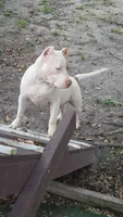 Star, a female American Bully for sale in Slidell, LA – 3 of 10