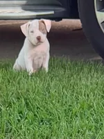 Star, a female American Bully for sale in Slidell, LA – 4 of 10