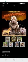 Lena, a female American Bully for sale in Slidell, LA – 5 of 6